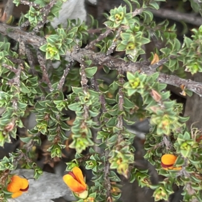 Pultenaea procumbens (Bush Pea) at Canberra Central, ACT - 1 Oct 2023 by JimL