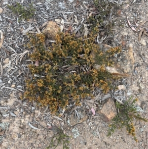 Pultenaea procumbens at Canberra Central, ACT - 2 Oct 2023