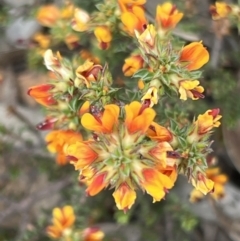 Pultenaea procumbens at Canberra Central, ACT - 2 Oct 2023