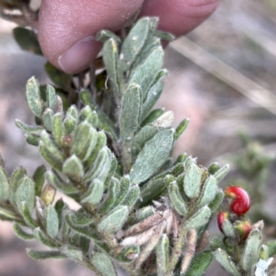 Grevillea alpina (Mountain Grevillea / Cat's Claws Grevillea) at Canberra Central, ACT - 2 Oct 2023 by JimL