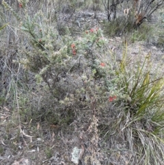 Grevillea alpina at Canberra Central, ACT - 2 Oct 2023