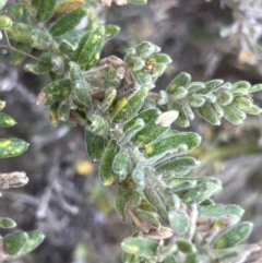 Grevillea alpina at Canberra Central, ACT - 2 Oct 2023