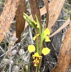 Diuris sulphurea (Tiger Orchid) at Canberra Central, ACT - 1 Oct 2023 by JimL