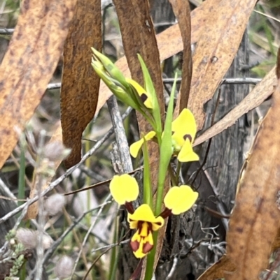 Diuris sulphurea (Tiger Orchid) at Canberra Central, ACT - 2 Oct 2023 by JimL