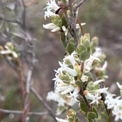 Brachyloma daphnoides (Daphne Heath) at Canberra Central, ACT - 2 Oct 2023 by JimL