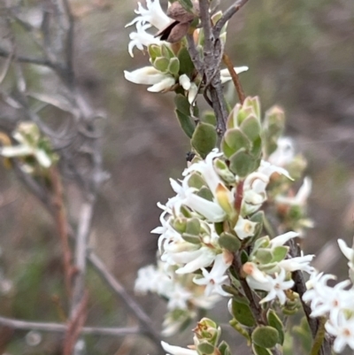 Brachyloma daphnoides (Daphne Heath) at Canberra Central, ACT - 2 Oct 2023 by JimL