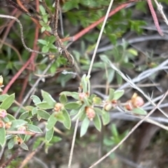 Gaudium multicaule (Teatree) at Canberra Central, ACT - 2 Oct 2023 by JimL