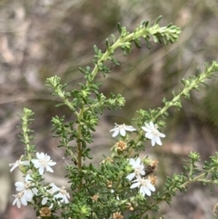 Olearia microphylla (Olearia) at Canberra Central, ACT - 1 Oct 2023 by JimL