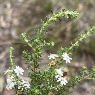 Olearia microphylla (Olearia) at Canberra Central, ACT - 2 Oct 2023 by JimL