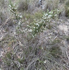 Olearia microphylla at Canberra Central, ACT - 2 Oct 2023