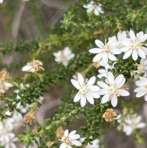 Olearia microphylla at Canberra Central, ACT - 2 Oct 2023