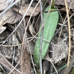 Glossodia major (Wax Lip Orchid) at Canberra Central, ACT - 1 Oct 2023 by JimL