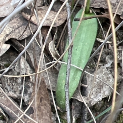 Glossodia major (Wax Lip Orchid) at Canberra Central, ACT - 2 Oct 2023 by JimL