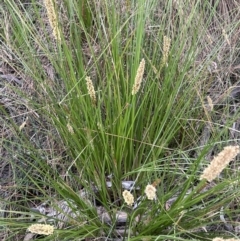 Carex appressa (Tall Sedge) at Canberra Central, ACT - 1 Oct 2023 by JimL