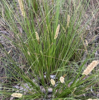 Carex appressa (Tall Sedge) at Canberra Central, ACT - 1 Oct 2023 by JimL