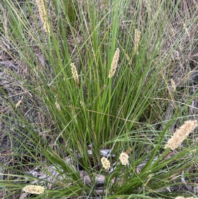 Carex appressa (Tall Sedge) at Canberra Central, ACT - 2 Oct 2023 by JimL