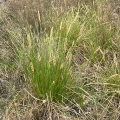 Carex appressa at Canberra Central, ACT - 2 Oct 2023