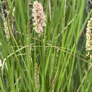 Carex appressa at Canberra Central, ACT - 2 Oct 2023