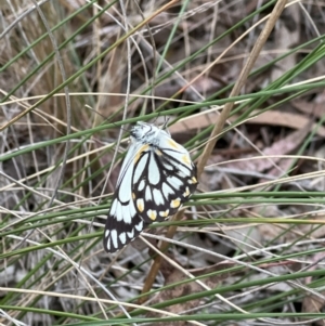 Belenois java at Canberra Central, ACT - 2 Oct 2023 08:44 AM