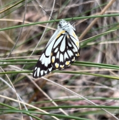 Belenois java at Canberra Central, ACT - 2 Oct 2023