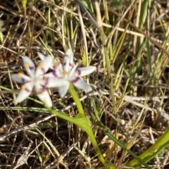 Wurmbea dioica subsp. dioica at Nicholls, ACT - 23 Sep 2023