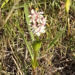 Wurmbea dioica subsp. dioica at Nicholls, ACT - 23 Sep 2023