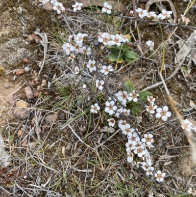 Gaudium multicaule (Teatree) at Percival Hill - 1 Oct 2023 by gavinlongmuir