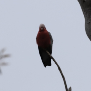 Eolophus roseicapilla at Canberra Central, ACT - 2 Oct 2023