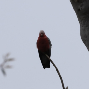 Eolophus roseicapilla at Canberra Central, ACT - 2 Oct 2023