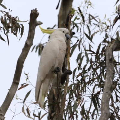 Cacatua galerita (Sulphur-crested Cockatoo) at Bruce, ACT - 2 Oct 2023 by JimL