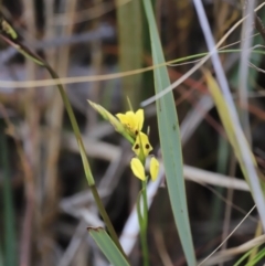 Diuris sulphurea (Tiger Orchid) at Canberra Central, ACT - 2 Oct 2023 by JimL