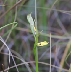 Diuris sulphurea at Canberra Central, ACT - 2 Oct 2023