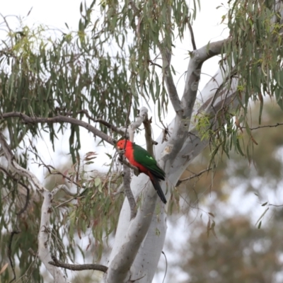 Alisterus scapularis (Australian King-Parrot) at Bruce, ACT - 2 Oct 2023 by JimL