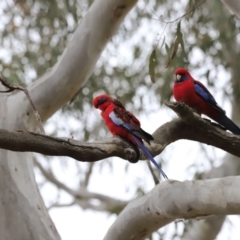 Platycercus elegans (Crimson Rosella) at Bruce, ACT - 2 Oct 2023 by JimL