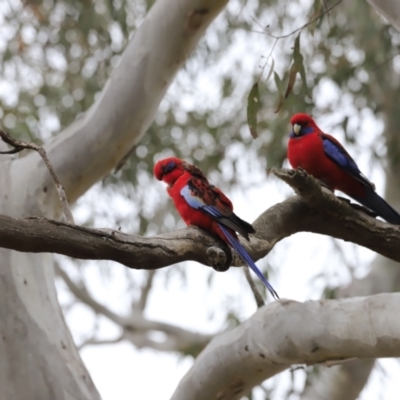 Platycercus elegans (Crimson Rosella) at Bruce, ACT - 1 Oct 2023 by JimL