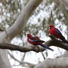 Platycercus elegans at Bruce, ACT - 2 Oct 2023 07:41 AM