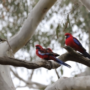 Platycercus elegans at Bruce, ACT - 2 Oct 2023