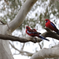 Platycercus elegans at Bruce, ACT - 2 Oct 2023