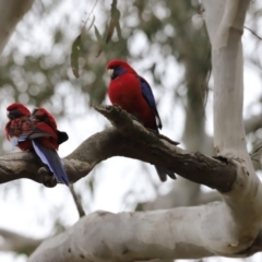 Platycercus elegans at Bruce, ACT - 2 Oct 2023