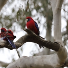 Platycercus elegans at Bruce, ACT - 2 Oct 2023