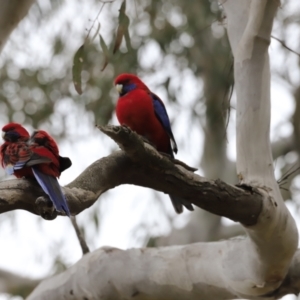 Platycercus elegans at Bruce, ACT - 2 Oct 2023