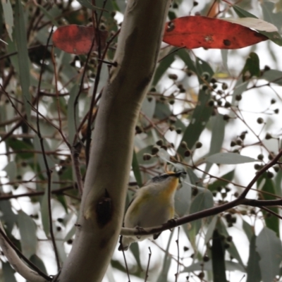 Pardalotus striatus (Striated Pardalote) at Canberra Central, ACT - 2 Oct 2023 by JimL