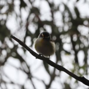 Pardalotus striatus at Canberra Central, ACT - 2 Oct 2023 07:58 AM