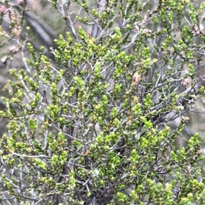 Kunzea parvifolia (Violet Kunzea) at Canberra Central, ACT - 1 Oct 2023 by JimL