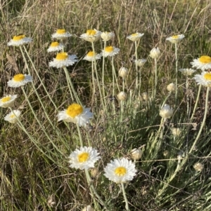 Leucochrysum albicans subsp. tricolor at Nicholls, ACT - 23 Sep 2023