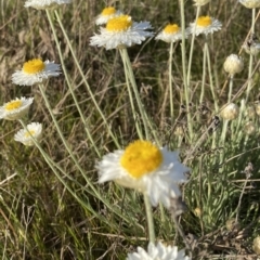 Leucochrysum albicans subsp. tricolor at Nicholls, ACT - 23 Sep 2023 04:47 PM