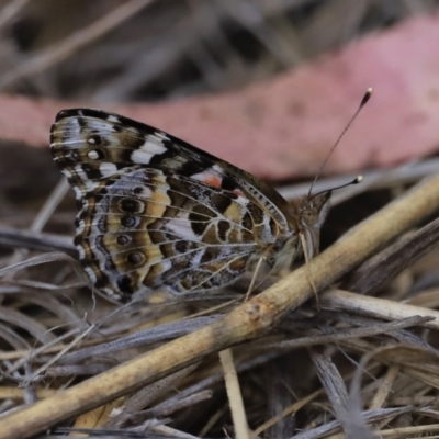 Vanessa kershawi (Australian Painted Lady) at Canberra Central, ACT - 2 Oct 2023 by JimL