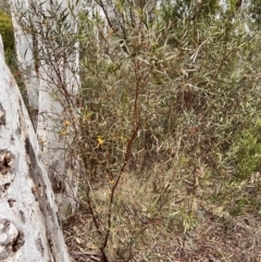 Daviesia mimosoides subsp. mimosoides at Canberra Central, ACT - 2 Oct 2023 by JimL