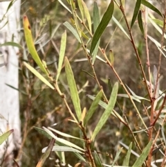 Daviesia mimosoides subsp. mimosoides at Canberra Central, ACT - 2 Oct 2023