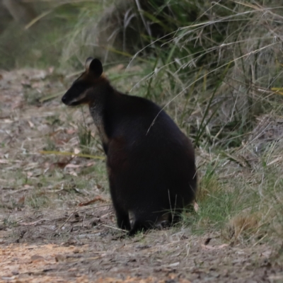 Wallabia bicolor (Swamp Wallaby) at Canberra Central, ACT - 1 Oct 2023 by JimL